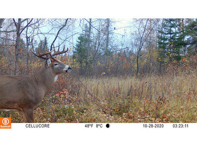 Summer Trail Camera Strategies for Whitetail Deer
